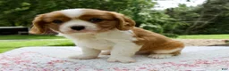 Cavalier King Charles Spaniel dogs for sale: Beau - Ad 2