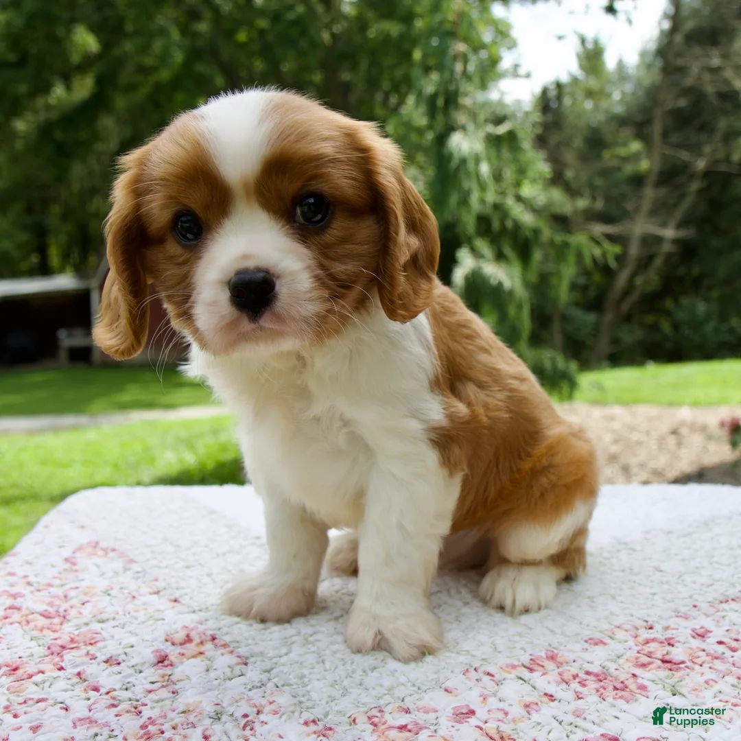Cavalier King Charles Spaniel dogs for sale: Beau - Ad 2