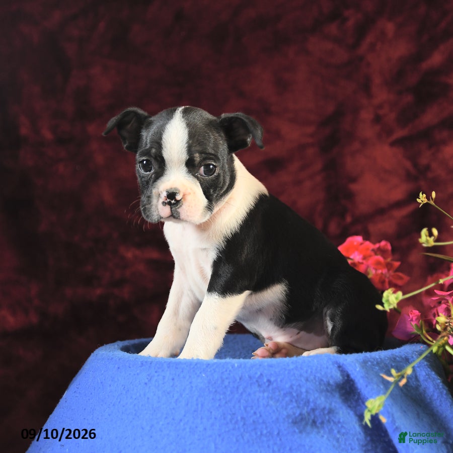 Boston Terrier dogs Charm  - Ad 2