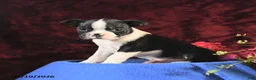 Boston Terrier dogs for sale: Charm  - Ad 2