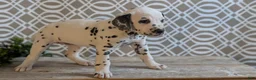 Dalmatian dogs for sale: Morgan - Ad 3