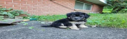 Bichpoo dogs for sale: Ember  - Ad 3