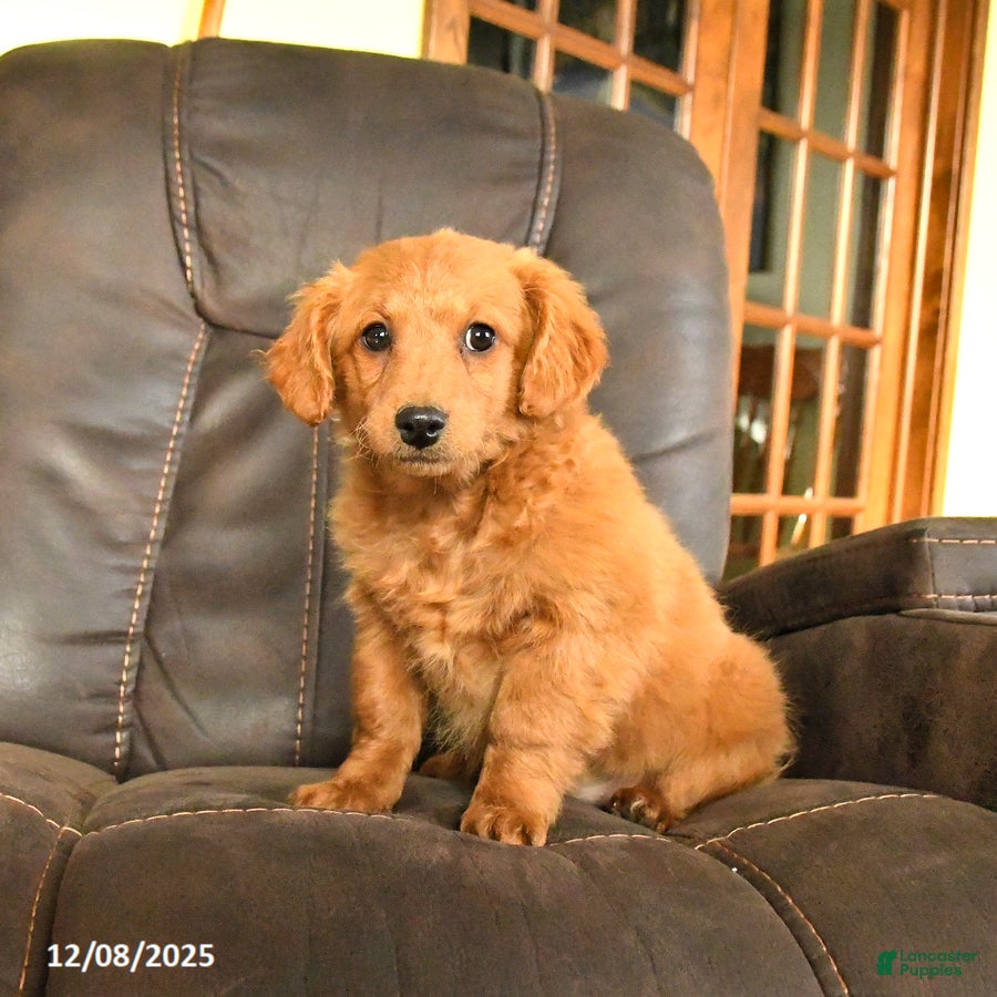 Mini Goldendoodle dogs Flora   - Ad 28