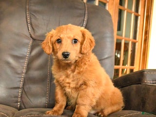 Mini Goldendoodle dogs Flora - Ad 2