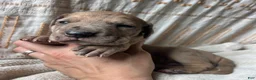 Great Dane dogs for sale: Luigi - Ad 4