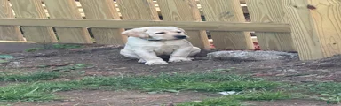 Labrador Retriever 5