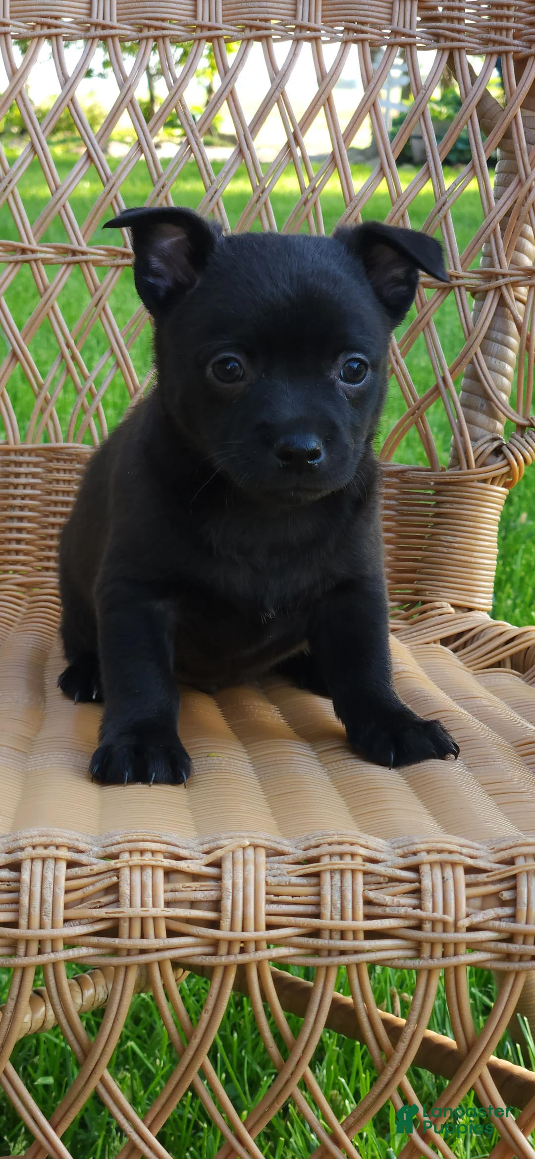Chihuahua dogs for sale: Dusten - Ad 2