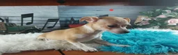 Chihuahua dogs for sale: Nationwide delivery. Popcorn boy red - Ad 7
