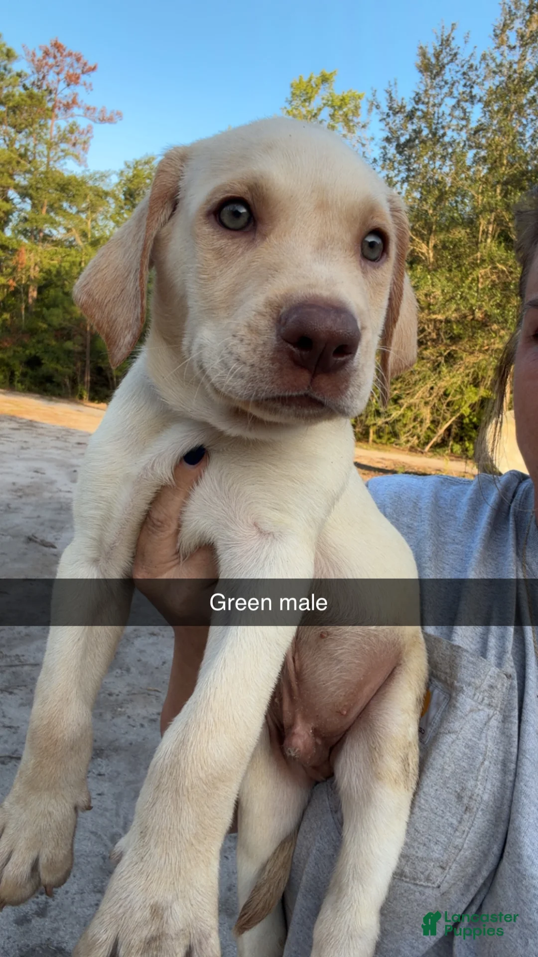 Labrador Retriever dogs for sale: Hunter Green Male - Ad 1