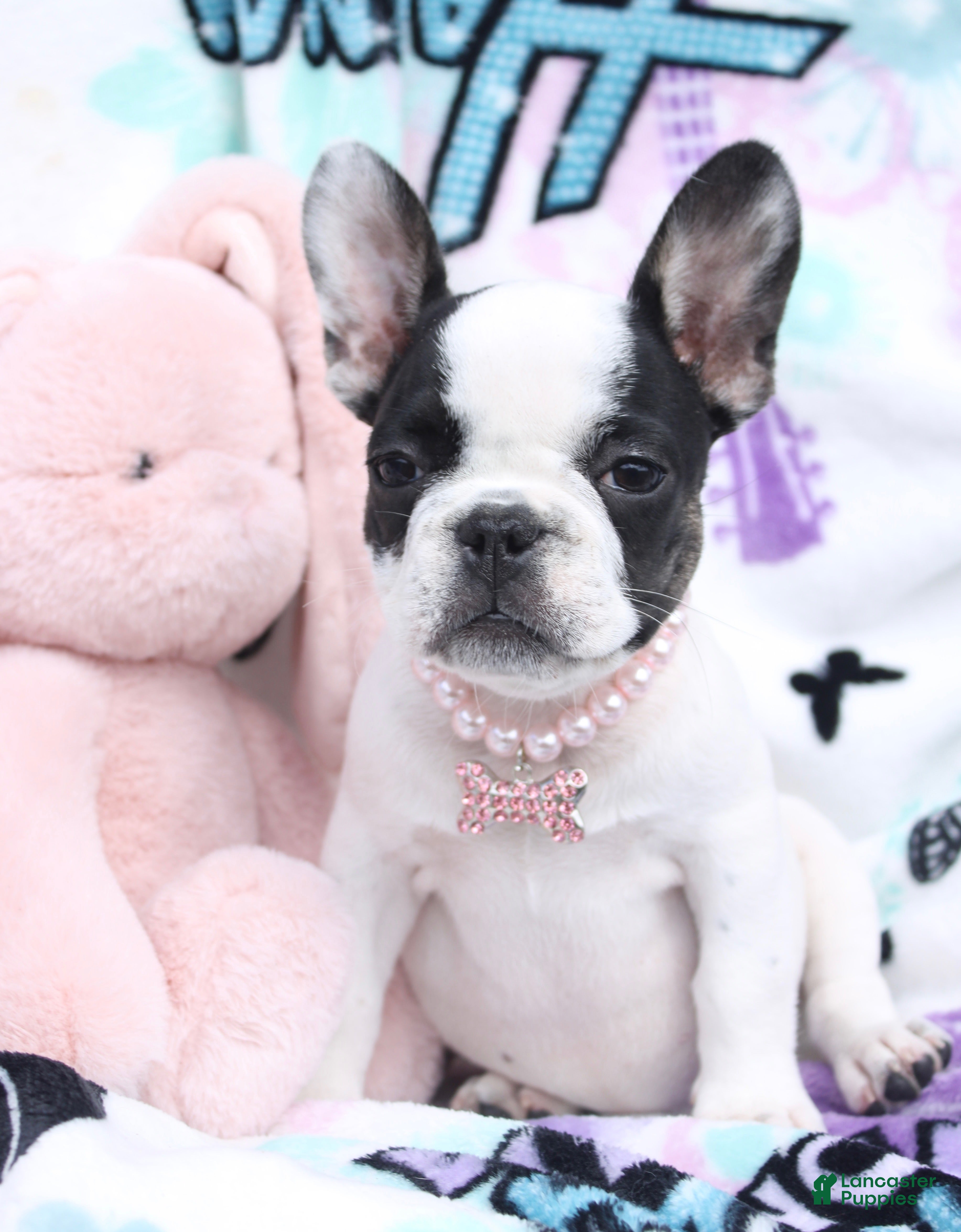 French Bulldog dogs Miley - Ad 22