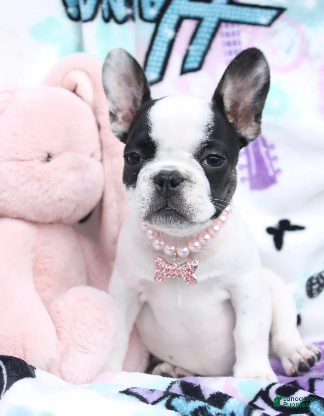French Bulldog dogs for sale: Miley - Ad 1