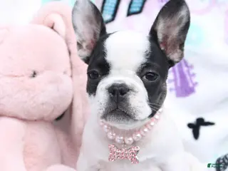 French Bulldog dogs Miley - Ad 22