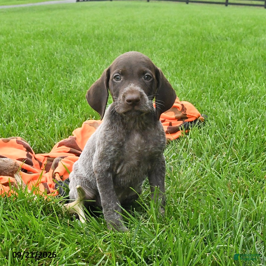 German Shorthaired Pointer dogs Ship - Ad 1