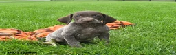 German Shorthaired Pointer dogs for sale: Ship - Ad 1