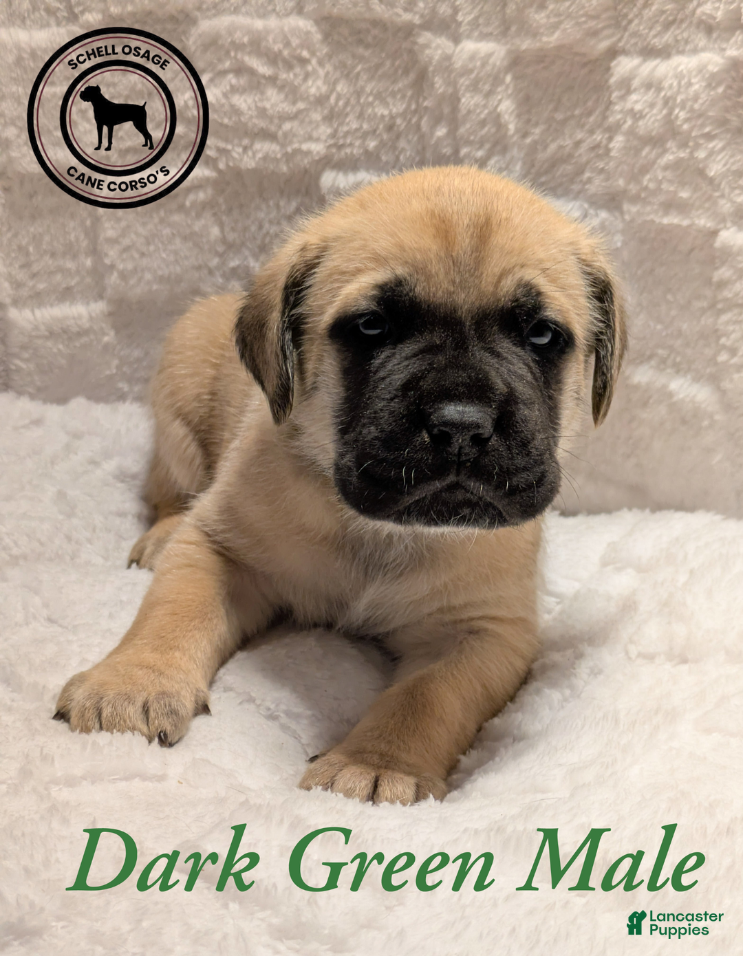 Cane Corso dogs for sale: Green - Ad 2