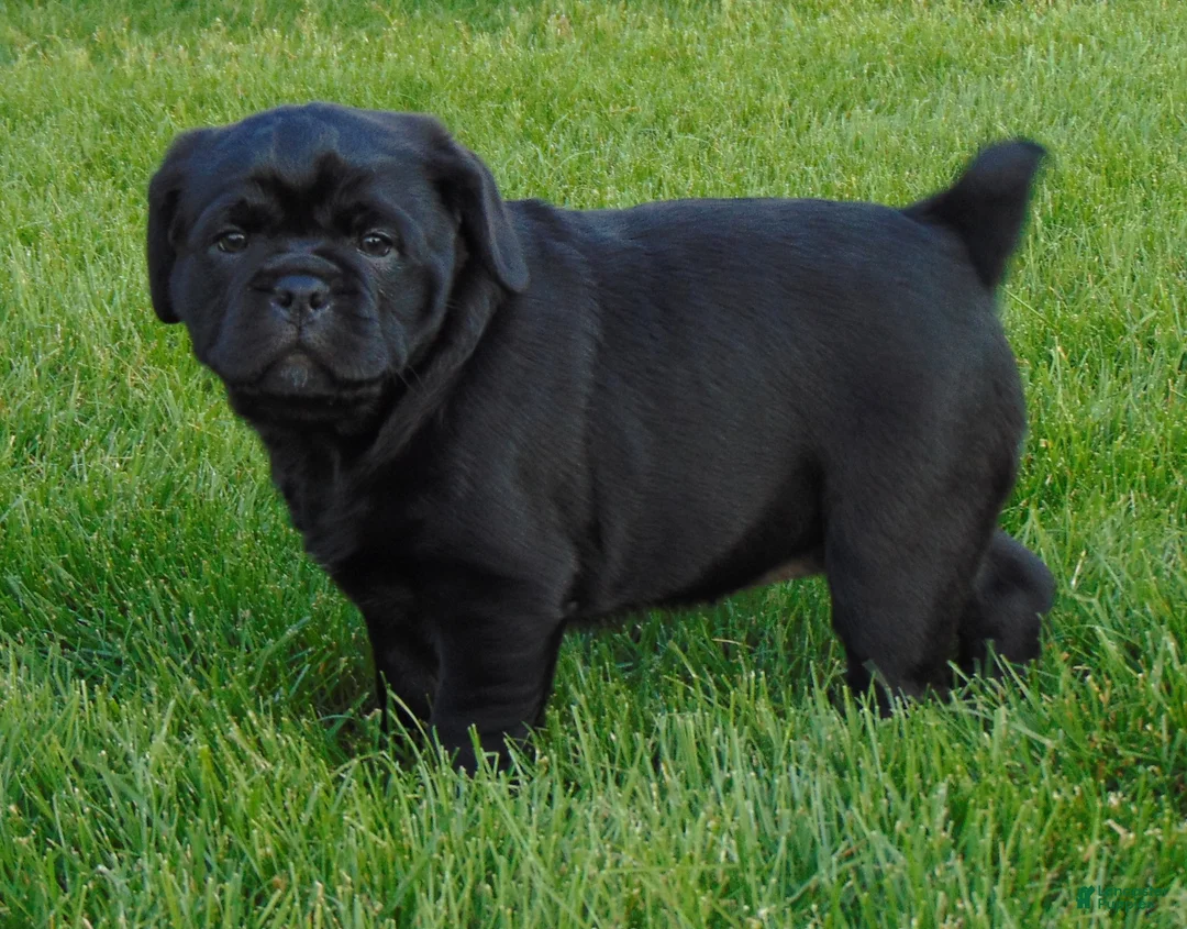 Mixed Breed dogs for sale: Roxy  - Ad 10