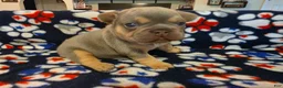 French Bulldog dogs for sale: Prince Phillip - Ad 3