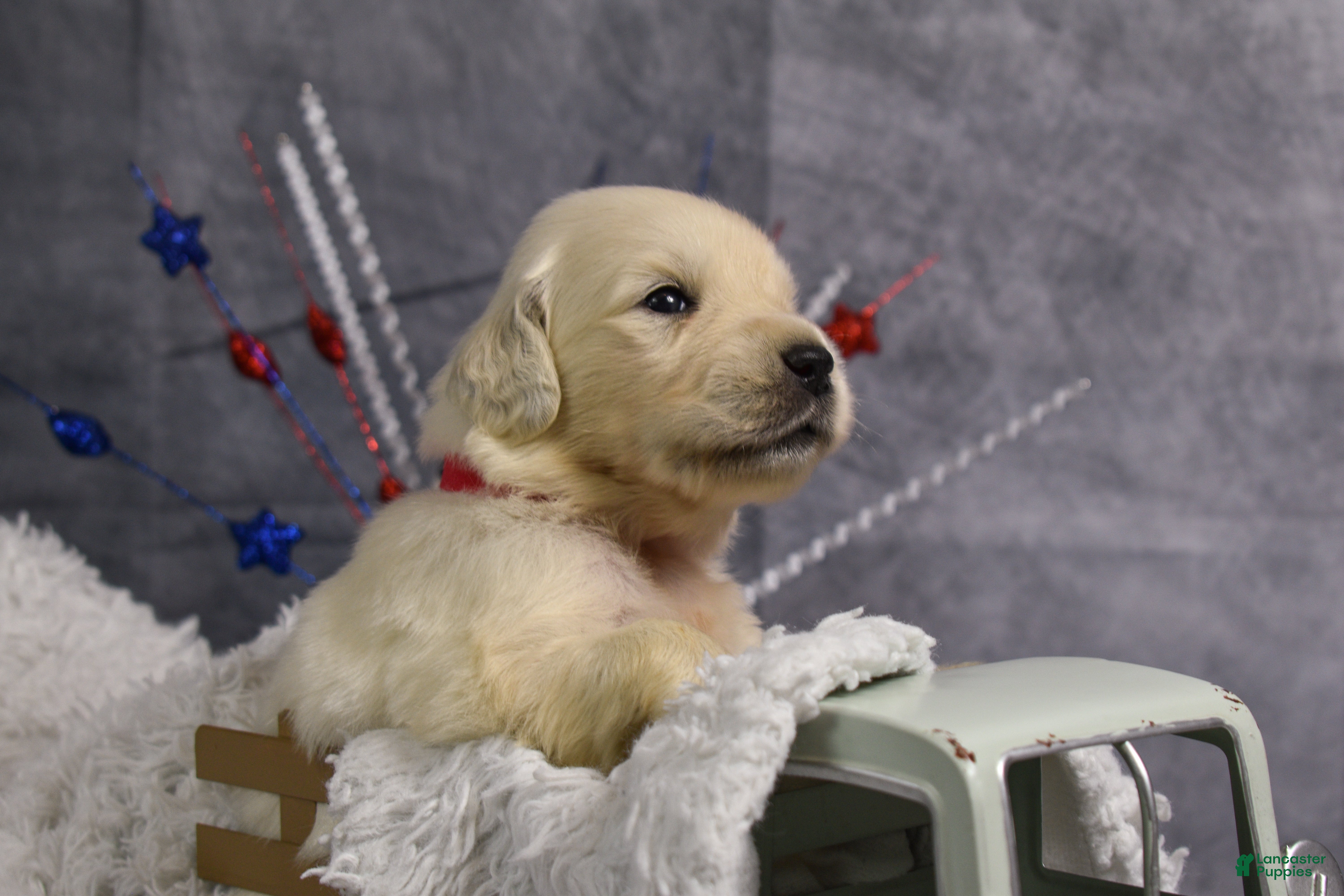 Golden Retriever dogs Hero - Ad 1