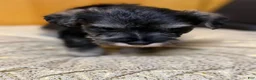 Schnauzer dogs for sale: Schnauzer Puppy 3 - Ad 3