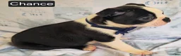 Boston Terrier dogs for sale: Chance - Ad 6