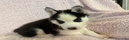 Siberian Husky dogs for sale: Princess Nox - Ad 10