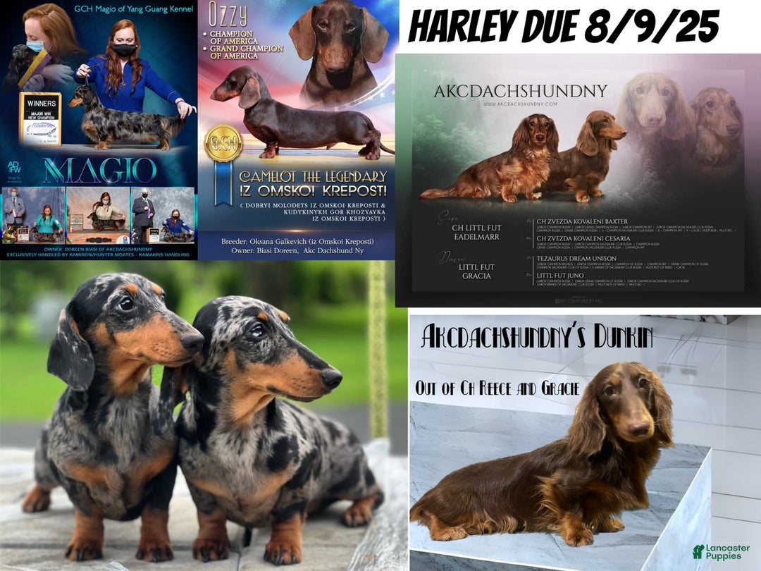 Miniature Dachshund dogs for sale: Import AKC female - Ad 2