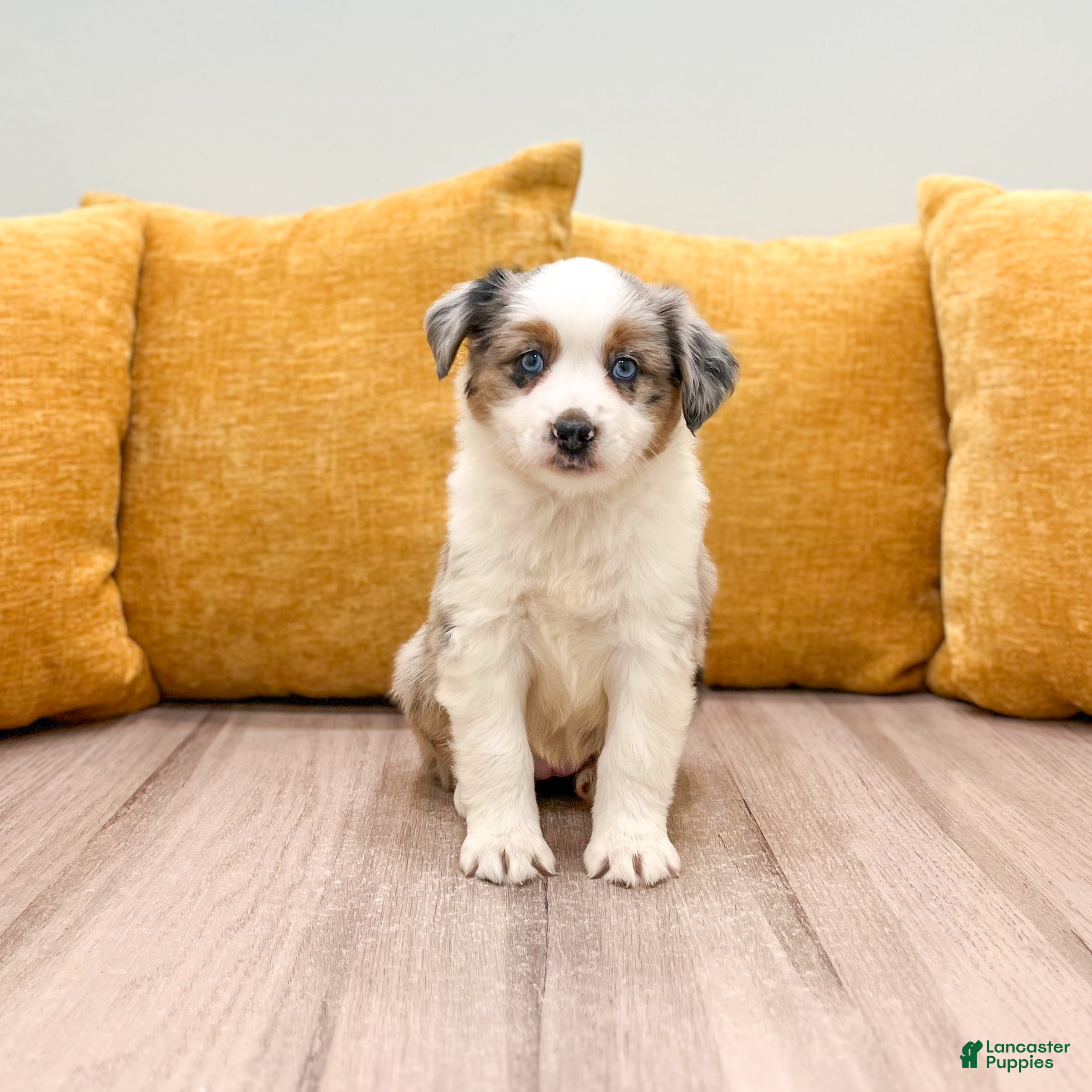 Miniature Australian Shepherd dogs Jewel - Ad 1
