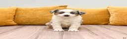 Miniature Australian Shepherd dogs for sale: Jewel - Ad 1