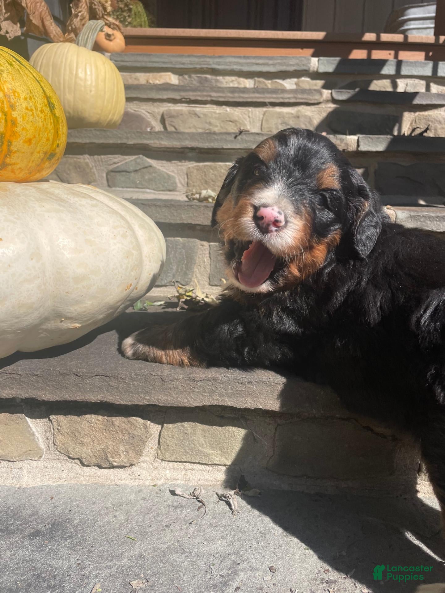 Mini Bernedoodle dogs Orzo - Ad 1