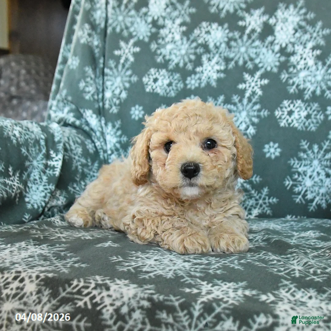 Toy Poodle dogs for sale: Peanut  - Ad 2