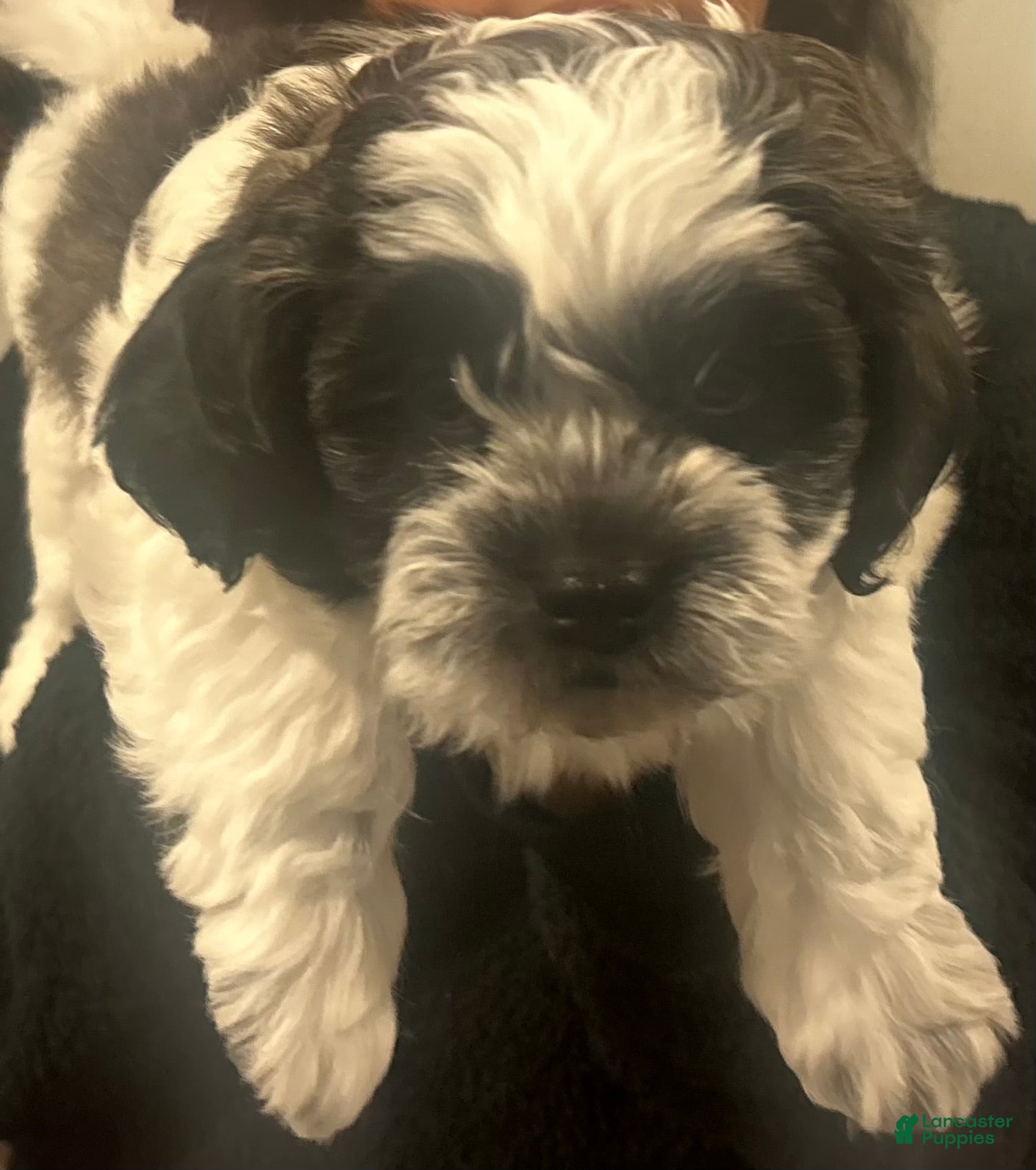Shihpoo dogs Shihpoo Puppy 1 - Ad 1