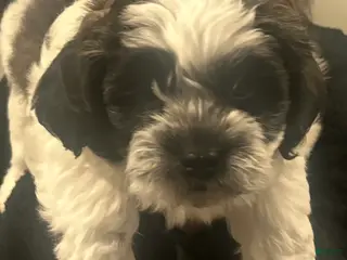 Shihpoo dogs for sale: Shihpoo Puppy 1 - Ad 1