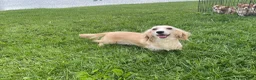 Miniature Dachshund dogs for sale: Simba - Ad 16