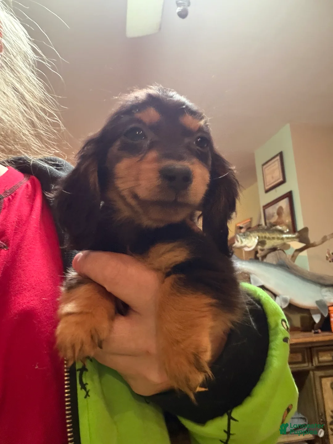 Miniature Dachshund dogs for sale: Ready 4 holidays - Ad 2