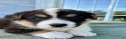 Welsh Corgi Cardigan dogs for sale: Boone - Ad 2