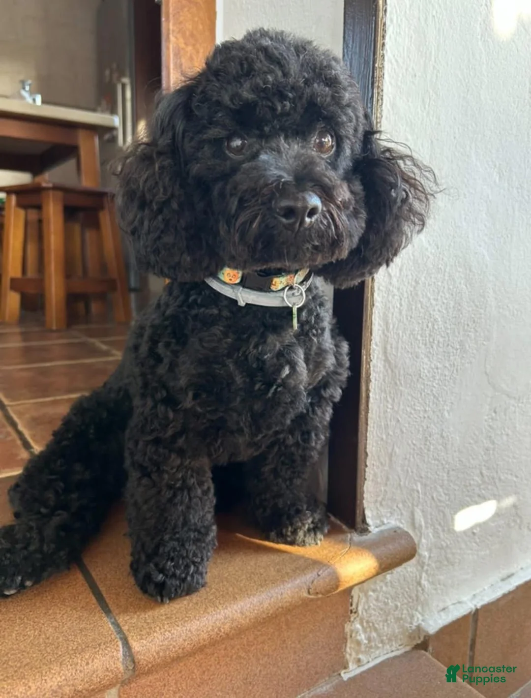 Gallery Image {{count}}