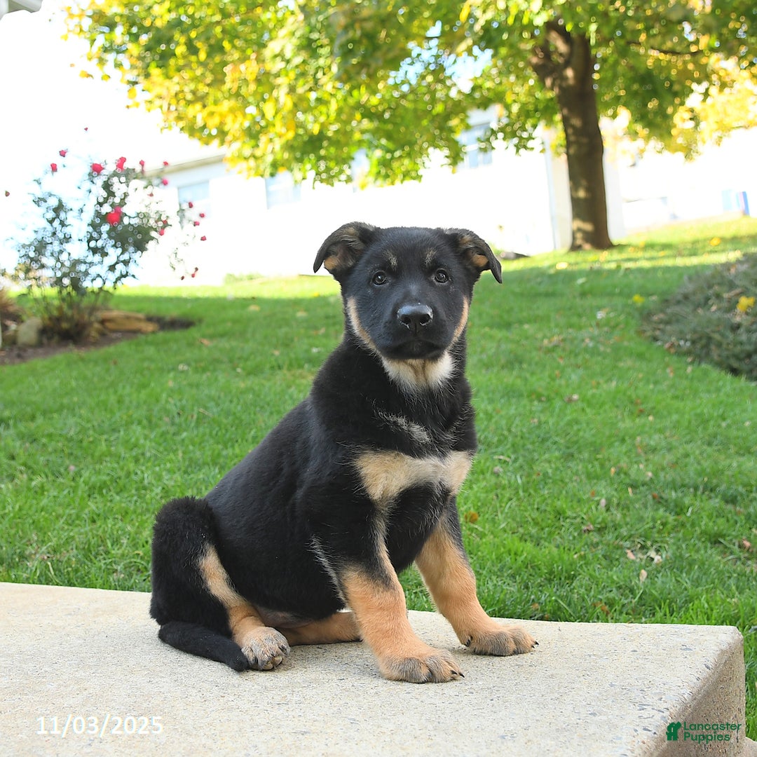 German Shepherd dogs for sale: Rain - Ad 3