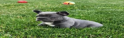 French Bulldog dogs for sale: James  - Ad 8