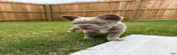 French Bulldog dogs for sale: French Bulldog 1 - Ad 3