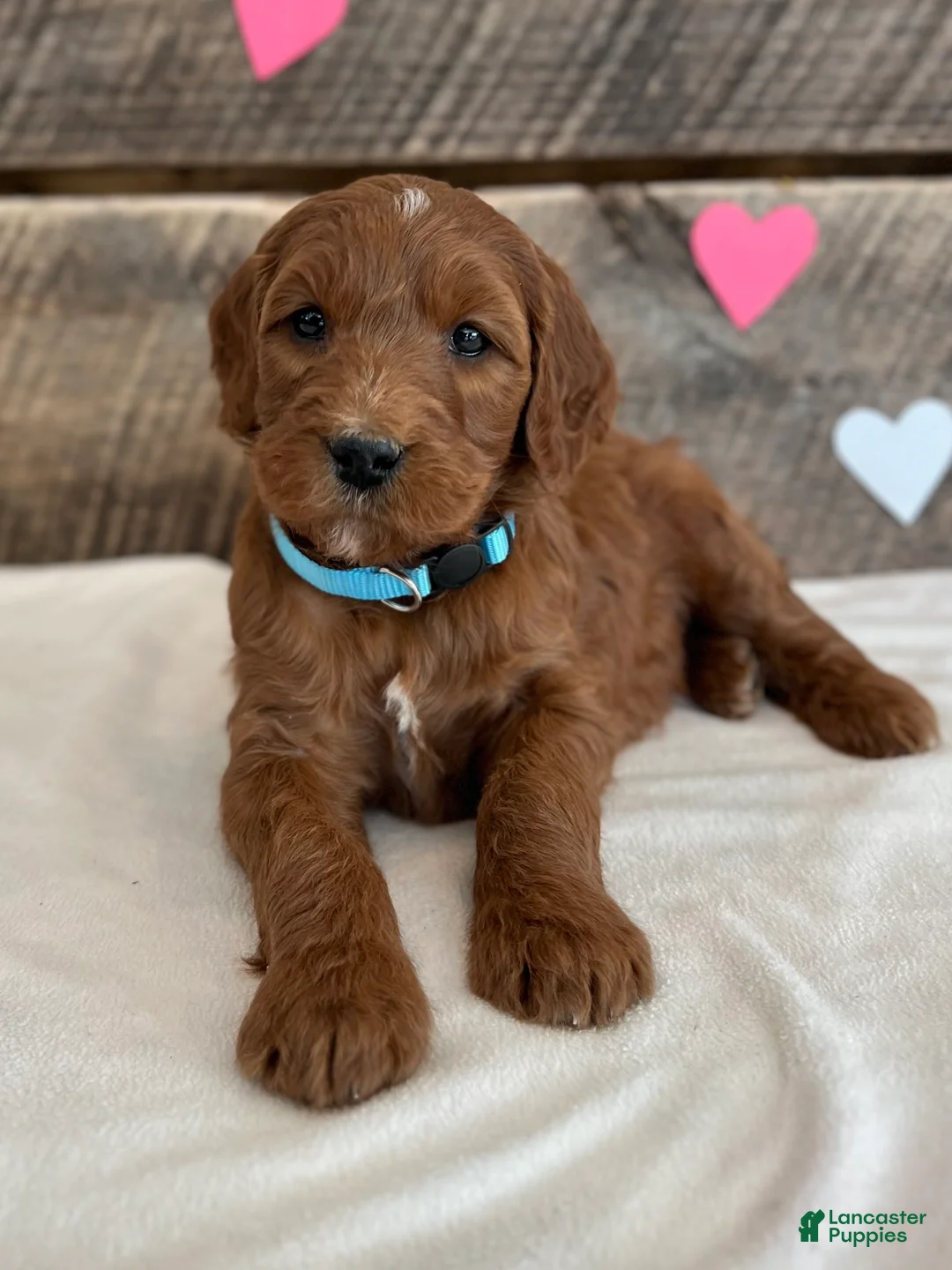 Irish Doodle dogs for sale: Ginger - Ad 5