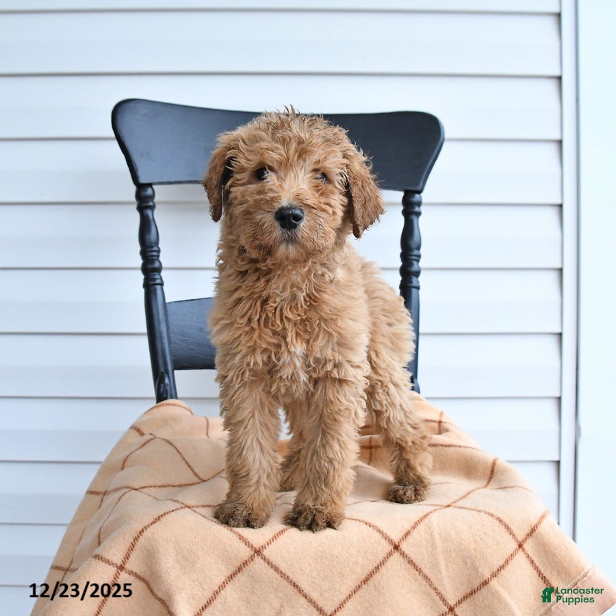 Goldendoodle dogs Bear - Ad 39