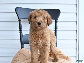 Goldendoodle dogs Bear - Ad 39