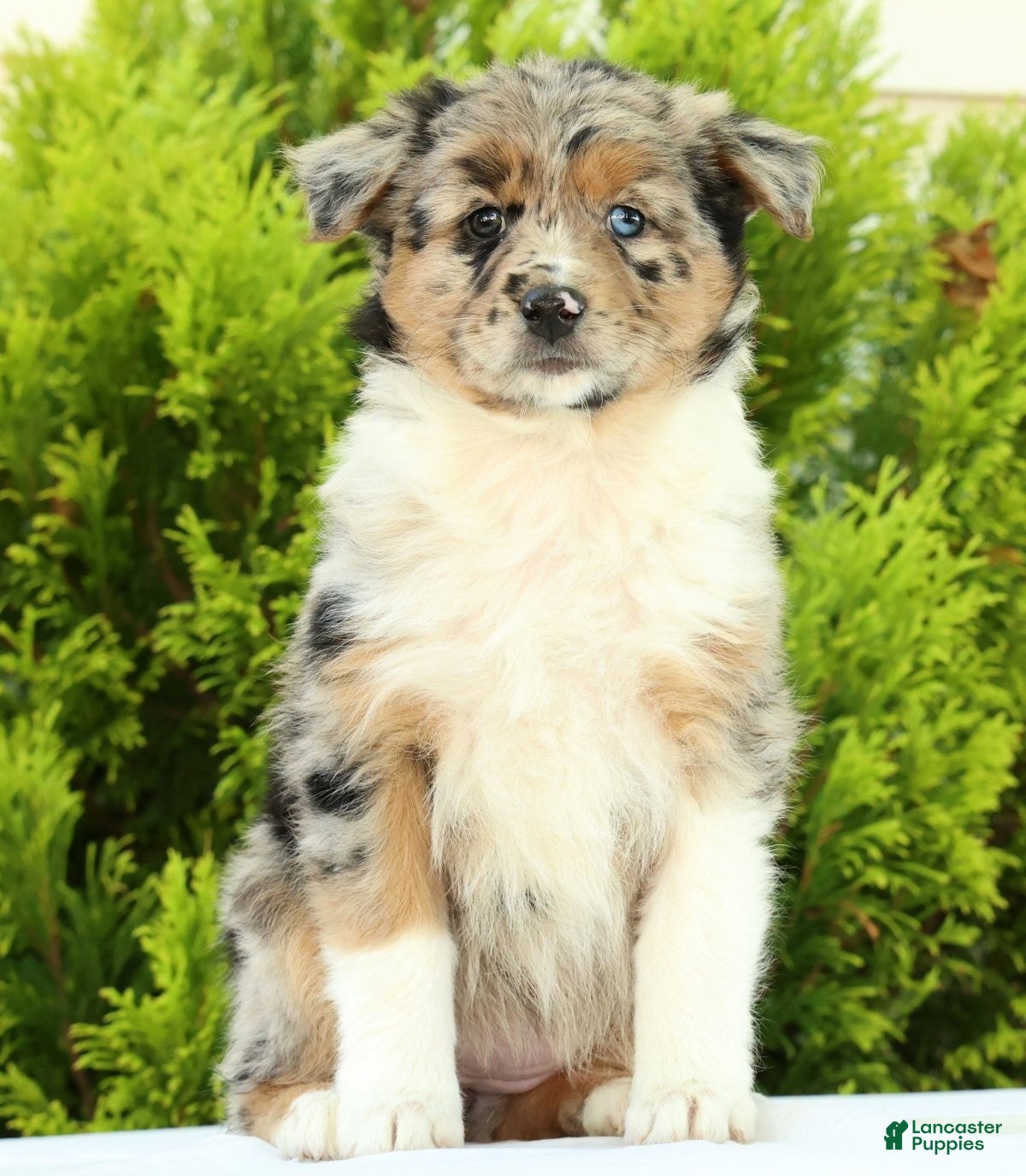 Australian Shepherd dogs for sale: Butterfly - Ad 3