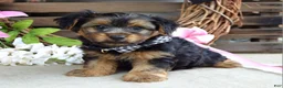 Yorkshire Terrier dogs for sale: Marshall - Ad 5