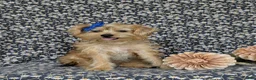 Shorkie dogs for sale: Mia Hypoallergenic - Ad 4