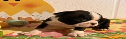 Boston Terrier dogs for sale: Baby - Ad 3