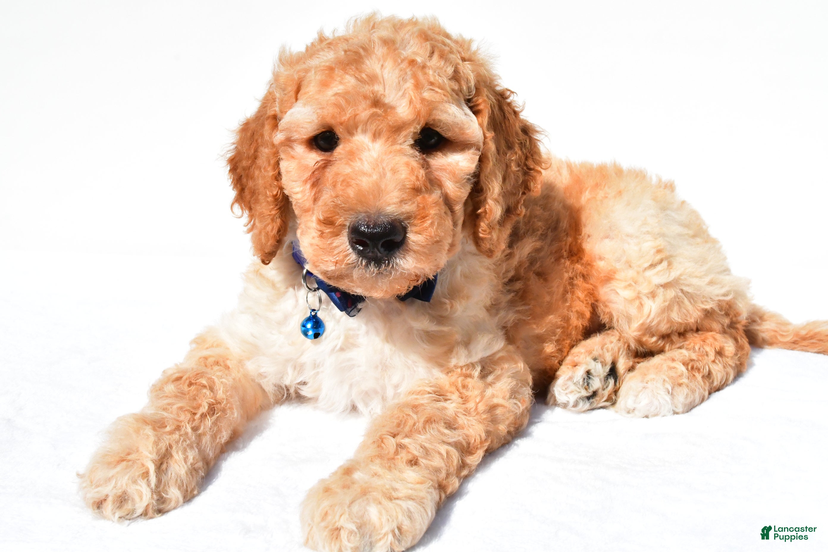 Standard Poodle dogs Anderson - Ad 2