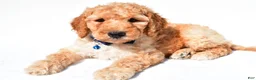 Standard Poodle dogs for sale: Anderson - Ad 4