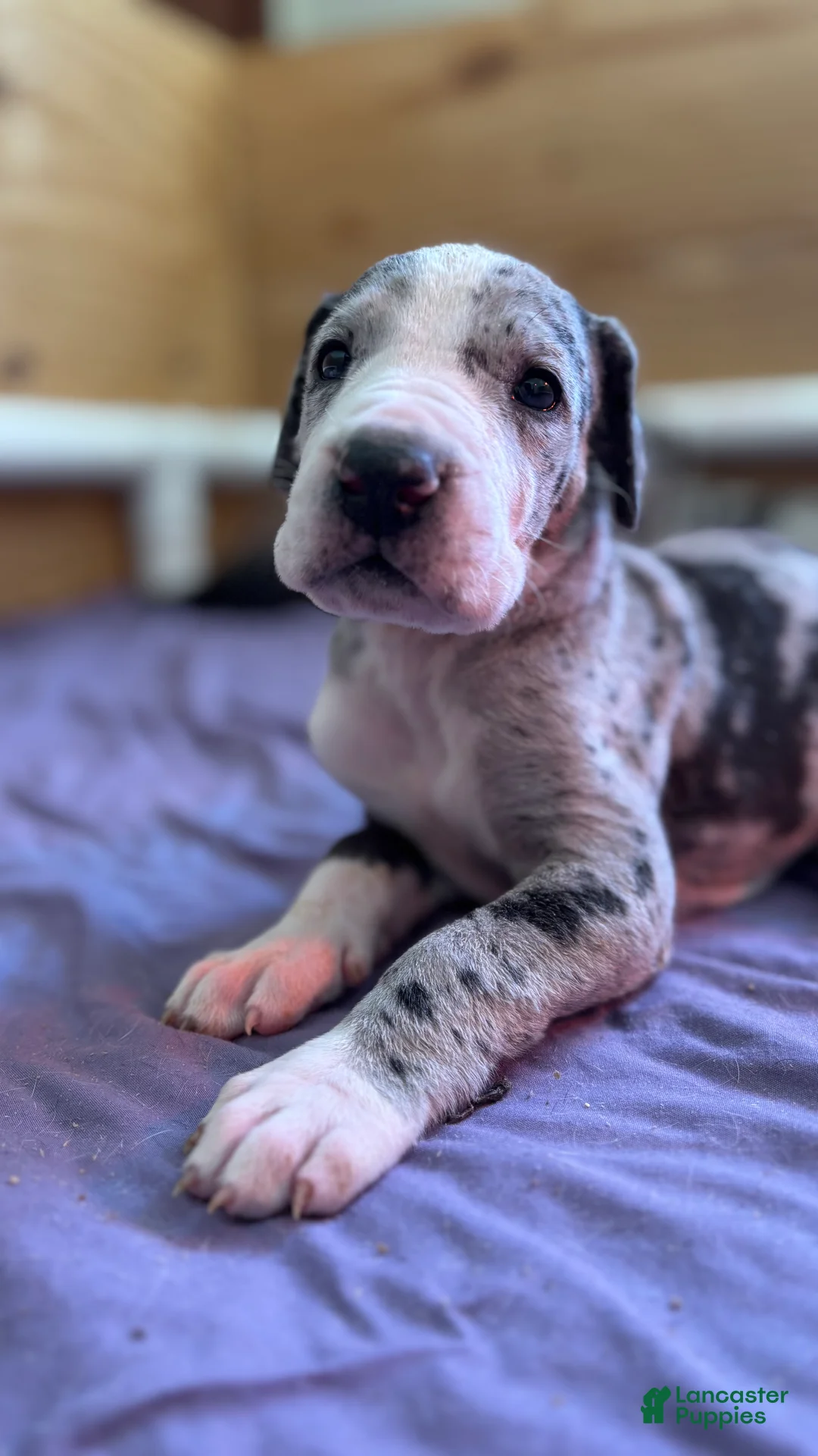 Great Dane dogs for sale: Wizard - Ad 1