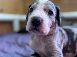 Great Dane dogs Wizard - Ad 28